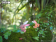 Model 3D do składania Eugy Zoo Królik (9421035150644) - obraz 7
