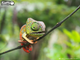 Model 3D do składania Eugy Zoo Kameleon (9421035150743) - obraz 13