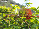 Model 3D do składania Eugy Zoo Kameleon (9421035150743) - obraz 14