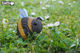 Model 3D do składania Eugy Zoo Trzmiel (9421035150767) - obraz 14