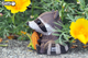 Model 3D do składania Eugy Zoo Szop pracz (9421036940244) - obraz 10