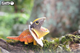 Model 3D do składania Eugy Zoo Jaszczurka pelikana (9421036940299) - obraz 9