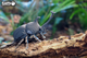 Model 3D do składania Eugy Zoo Żuk nosorożec (9421036940343) - obraz 9