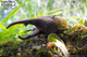 Model 3D do składania Eugy Zoo Żuk herkules (9421036940336) - obraz 11
