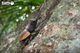 Model 3D do składania Eugy Zoo Żuk jelonek (9421036940350) - obraz 12