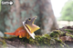 Model 3D do składania Eugy Zoo Jaszczurka pelikana (9421036940299) - obraz 14