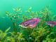 Model 3D do składania Eugy Zoo Azjatycka arowana (9421036940398) - obraz 9
