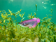 Model 3D do składania Eugy Zoo Azjatycka arowana (9421036940398) - obraz 11