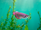 Model 3D do składania Eugy Zoo Azjatycka arowana (9421036940398) - obraz 12