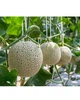 LULULUN Face Mask Hokkaido Melon антивозрастная увлажняющая маска с маслом дыни, 7 шт - изображение 3