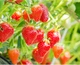 Интенсивно увлажняющая маска с клубникой LuLuLun Face Mask Tochigi Strawberry 7 шт х 5 уп (4582305065909) - изображение 5