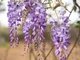 Увлажняющая маска с экстрактом глицинии LuLuLun Face Mask Wisteria Flower 1 шт (4582305066432) - изображение 4