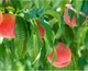 Восстанавливающая маска с персиком и жемчугом LuLuLun Face Mask Yamanashi Peach 7 шт х 5 уп (4582305065923) - изображение 6