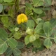 Насіння арахісу Валенсія Українська GL Seeds 25 шт - зображення 4