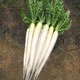 Семена дайкона Клык слона Gl Seeds 3 г - изображение 1