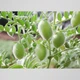 Нут горох турецький GL Seeds 50 г - зображення 3