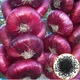 Семена лука Ялтинская Gl Seeds 1 г - изображение 1