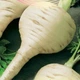 Насіння пастернака Альбіон GL Seeds 1 г - зображення 1