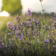 Świeca Cereria Molla Boutique Provence Lavender 600 g (8424405066317) - obraz 7