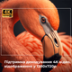 Проектор Everon HY300 Pro 4K Android 11 BT5.0 Dual Wi-Fi Домашній кінотеатр (HY300 PRO) - зображення 10