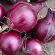 Озимый лук саженка Ред Барон Голландия Broer 1 кг - изображение 4