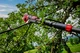 Einhell Секатор телескопический аккумуляторный GP-LS 18/28 Li T BL - Solo, PXC, 18В, бес - изображение 11