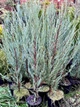 Можжевельник скальный Скайрокет (Juniperus scopulorum Skyrocket), 80-110см, объём горшка 3л - изображение 2