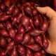 Лук севок Робин, 0,5 кг, Broer - изображение 3