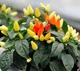 Семена Перец декоративный Маленькое чудо, 0,2 г (Семена Украины) - изображение 4