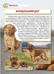 Енциклопедія. Собаки - изображение 4