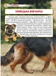 Енциклопедія. Собаки - изображение 6
