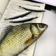 Большой пенал в виде рыбы Creative Salted Fish Вместительный пенал-сумочка для школьных принадлежностей - изображение 5