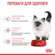 Корм для котят Royal Canin Kitten 2 кг - изображение 3