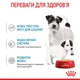 Влажный корм для щенков и беременных собак Royal Canin Starter Mousse Mother & Babydog 195 г - изображение 2