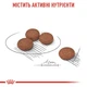 Корм для собак мелких пород Royal Canin Mini Digestive Care с чувствительным пищеварением, 3 кг - изображение 3