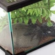 Тераріум Repti-Zoo 21x31x15см (AK09BG) - зображення 2