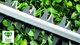 Akumulatorowe nożyce Bosch EasyHedgeCut 18-45 solo (0600849H03) - obraz 9