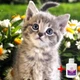 Алмазная мозаика на подрамнике ColorArt 20х20 Милый котенок DDP1204 + Подарок лак для покрытия - изображение 1