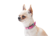 Ошейник для собак кожаный Collar WAUDOG Classic Ш 15 мм Дл 27-36 см Розовый - изображение 4