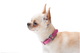 Ошейник для собак кожаный Collar WAUDOG Classic Ш 15 мм Дл 27-36 см Розовый - изображение 6