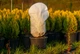Чехол для укрытия растений Gardenlife КУПОЛ 140×100 с фиксатором - изображение 8