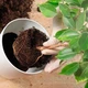 Субстрат крафтовий для фікуса 3л (Ficus) - зображення 3