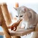 Интерактивная игрушка для кошек летающая птичка воробей для кота птица машет крыльями RJ-78 - изображение 8
