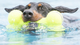 Іграшка Kong AirDog Squeaker Bone повітряна кістка для собак середніх і великих порід L (35585775302) - зображення 4