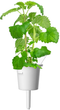 Змінний картридж Click&Grow Котяча м'ята 3 капсули (4742793007465-7465) - зображення 3