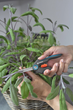 Ножиці для трави і квітів Gardena FreshCut (12212-20.000.00) - зображення 10