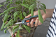 Ножиці для трави і квітів Gardena FreshCut (12212-20.000.00) - зображення 14