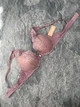 Кружевной Бюстгальтер Thirdlove 24/7 Lace Contour Plunge Bra - 75AA - пудра - изображение 1