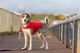 Kurtka dla psa Have a Pet Urban Czerwona 50 cm 260872 (5905546344128) - obraz 6