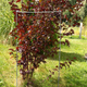 Podpora do roślin Kadax metalowa 100 x 38 cm (5903699410554) - obraz 5